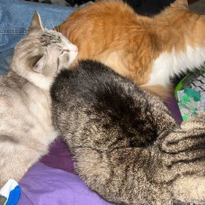 Meet your Posher, Phoebe